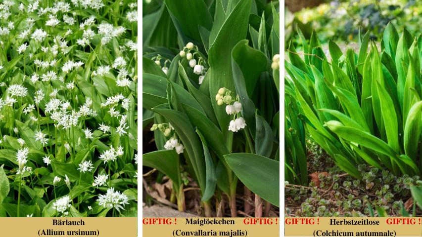 Bärlauch (Allium ursinum): Verwechslungsgefahr mit giftigen Doppelgängern