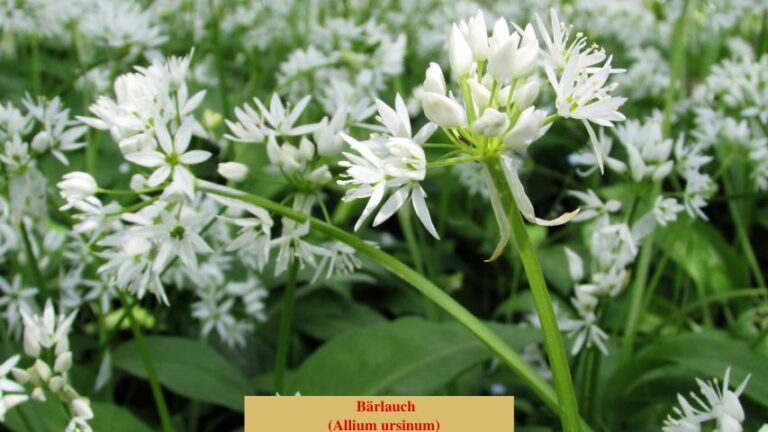 Bärlauch (Allium ursinum)