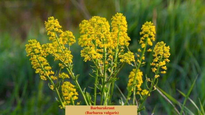 Barbarakraut (Barbarea vulgaris)