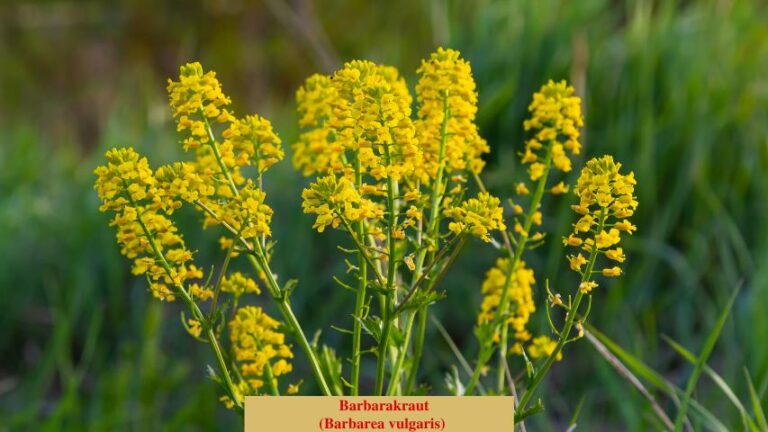 Barbarakraut (Barbarea vulgaris)