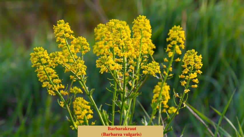 Barbarakraut (Barbarea vulgaris)