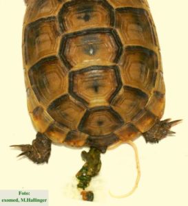 Bild 2: ausgeschiedene Spulwürmer (Askariden) Gr. Landschildkröte