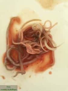 Bild 4 Spulwürmer (Askariden) einer T. graeca, Darminhalt während einer Sektion