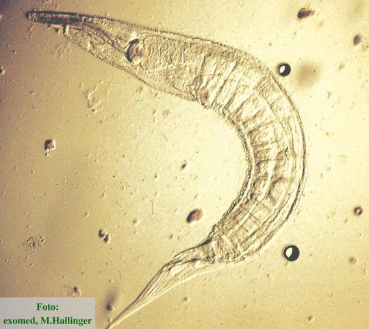 Wurmkur: adulter Oxyuride unter dem Mikroskop