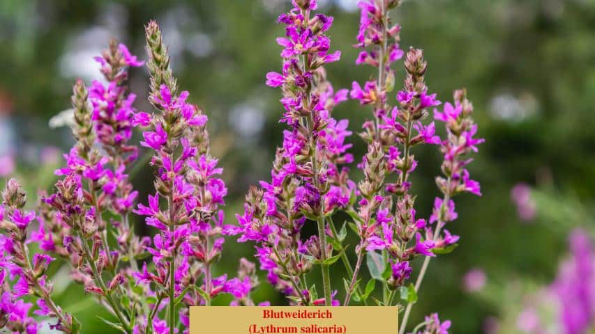 Blutweiderich (Lythrum salicaria)