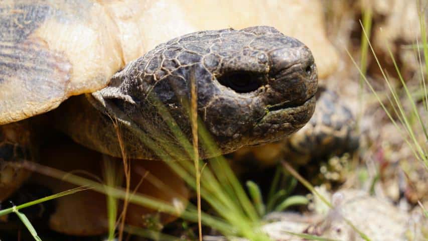 Breitrandschildkröte (Testudo marginata)