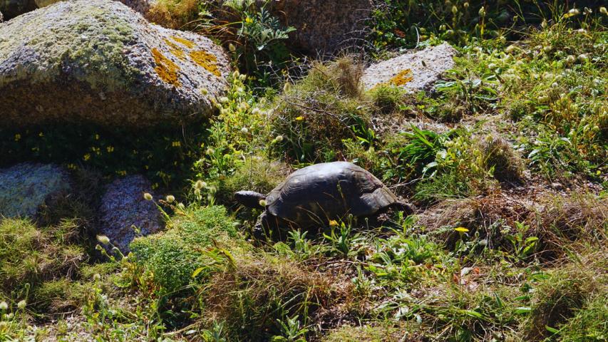 Landschildkröten überwintern - Breitrandschildkröte auf Sardinien