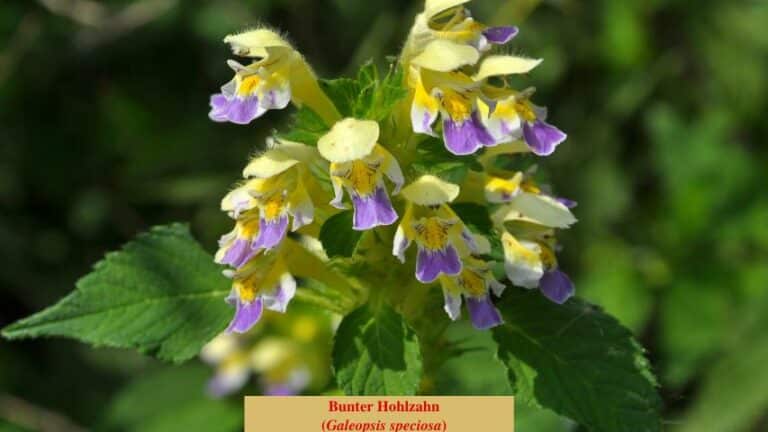 Bunter Hohlzahn (Galeopsis speciosa)