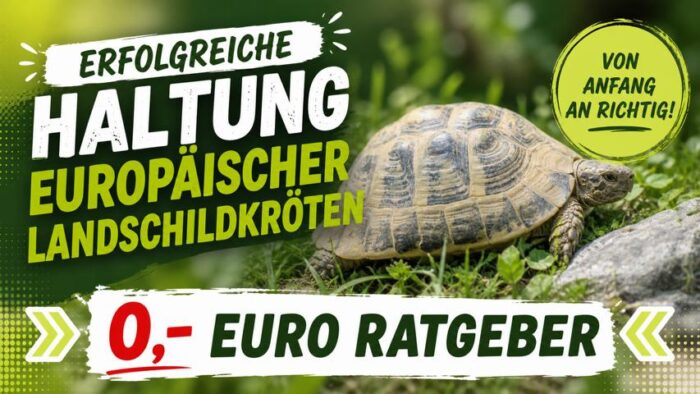 Newsletter Landschildkröten im Hunsrück