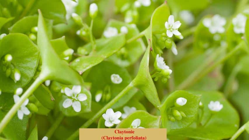 Claytonie (Claytonia perfoliata)