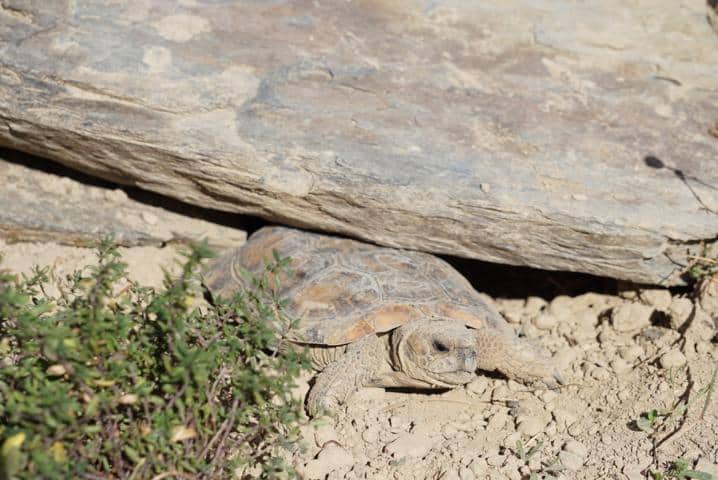 Die Veredelung-Axel richtet das Außengehege naturgerecht ein