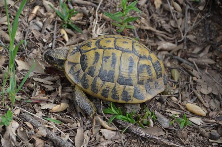 Testudo hermanni hermanni auf Korsika