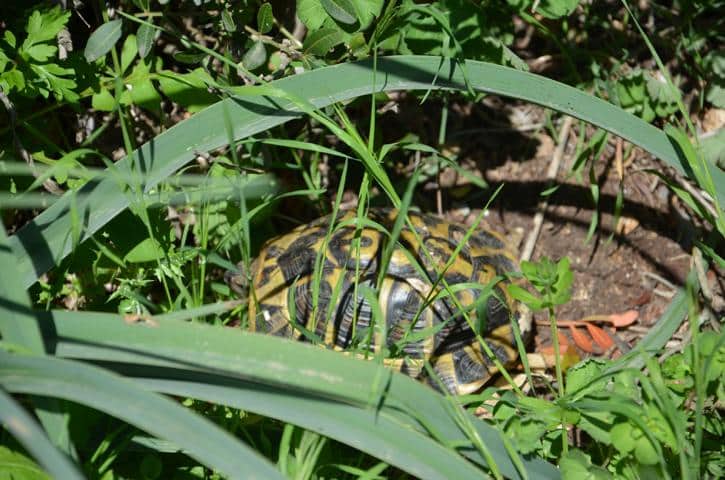 Testudo hermanni hermanni auf Korsika