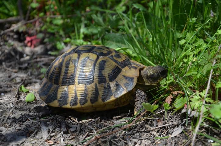 Testudo hermanni hermanni auf Korsika