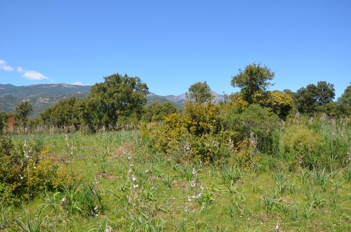 Habitat auf Korsika für Testudo hermanni hermanni