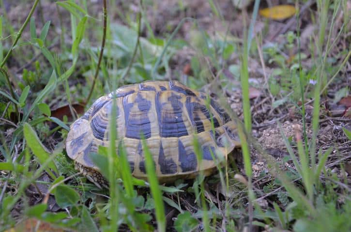 Testudo hermanni hermanni auf Korsika