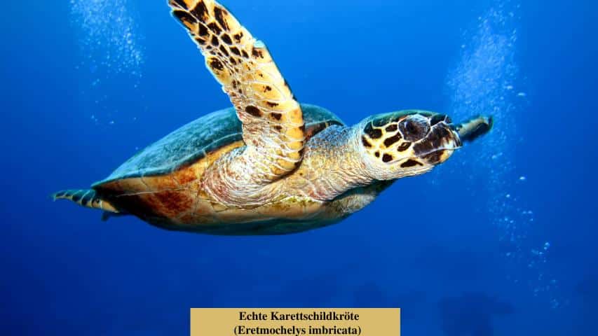 Echte Karettschildkröte (Eretmochelys imbricata)