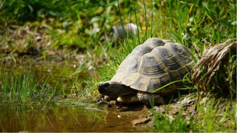 Ein Jahr Flachwasserbiotop - Unsere Erfahrungen und Erkenntnisse