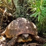 Weibchen griechische Landschildkröte zur Vermittlung