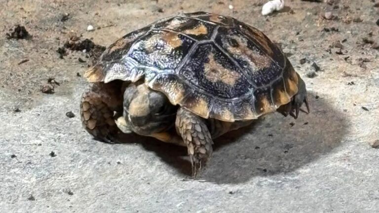 Eine überraschende Nachzucht der Spaltenschildkröte