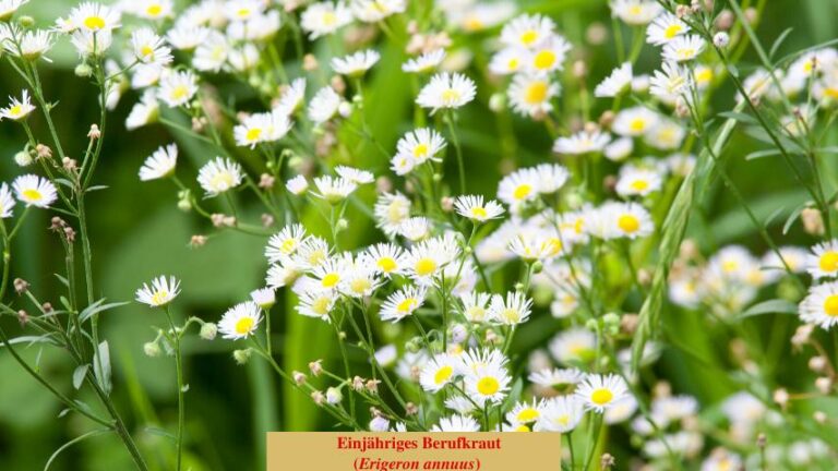 Einjährige Berufkraut (Erigeron annuus)