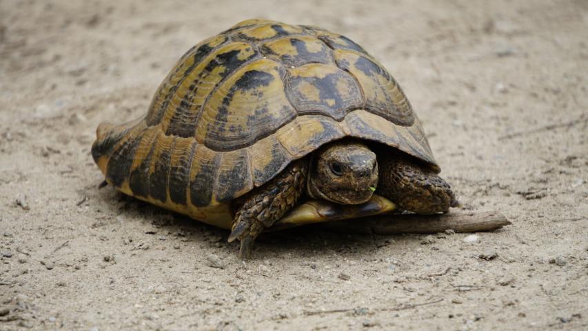 Europäische Landschildkröten als Aasfresser - Griechische Landschildkröte (testudo hermanni boettgerie) in Griechenland