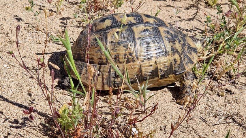 Europäische Landschildkröten als Aasfresser - Maurische Landschildkröte (Testudo graeca nabeulensis) auf Sardinien