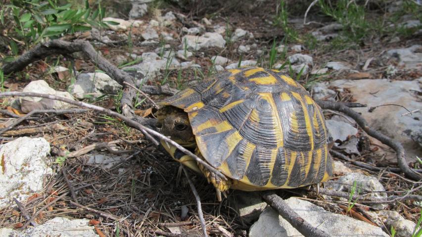 Europäische Landschildkröten als Aasfresser - Griechische Landschildkröte (Testudo hermanni hermanni) auf Mallorca