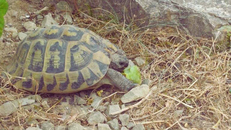 Feigenkaktus (Opuntia ficus-indica) für europäische Landschildkröten