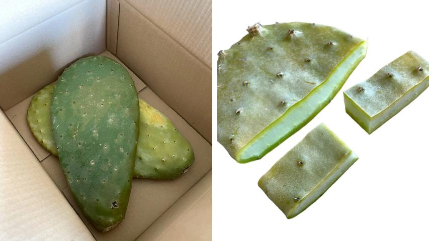 Feigenkaktus (Opuntia ficus-indica) für europäische Landschildkröten