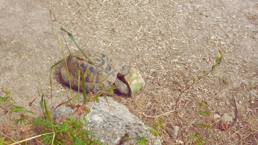 Feigenkaktus (Opuntia ficus-indica) für europäische Landschildkröten