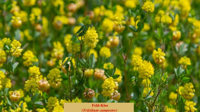 Feld-Klee (Trifolium campestre)