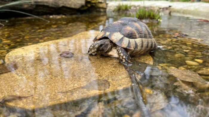 Bau eines Flachwasserbiotops für Landschildkröten