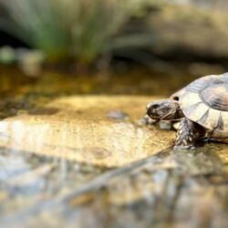 Bau eines Flachwasserbiotops für Landschildkröten Flachwasserbiotop