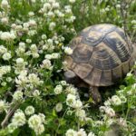 Futterpflanzen für Landschildkröten