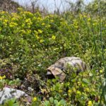 Futterpflanzen für Landschildkröten