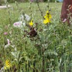 Futterpflanzen für Landschildkröten