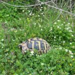 Futterpflanzen für Landschildkröten