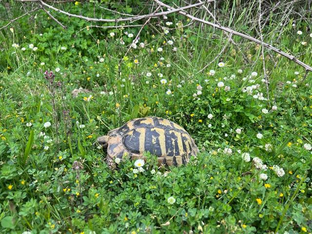 Futterpflanzen für Landschildkröten
