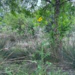 Futterpflanzen für Landschildkröten