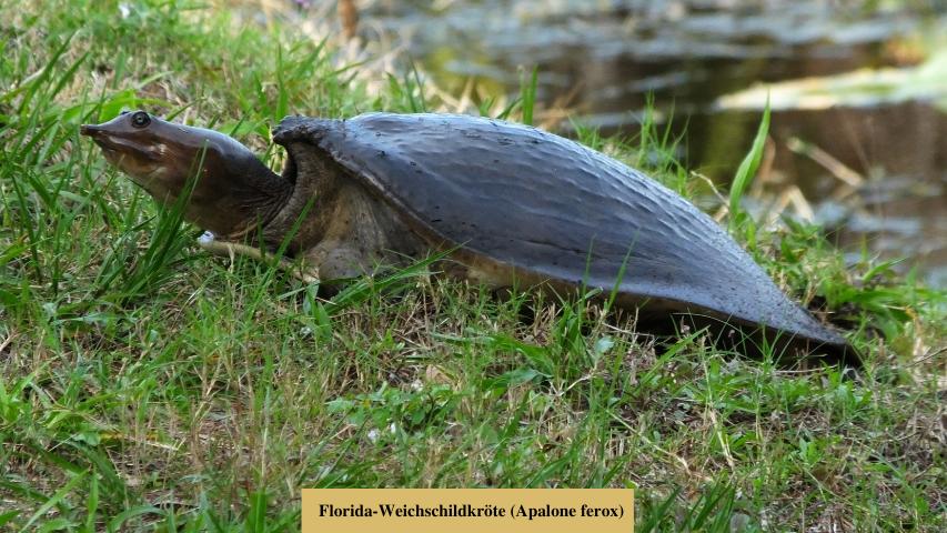Florida-Weichschildkröte