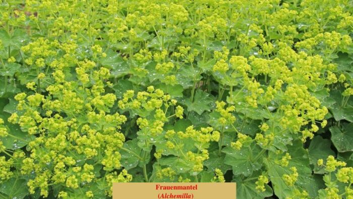 Frauenmantel (Alchemilla)