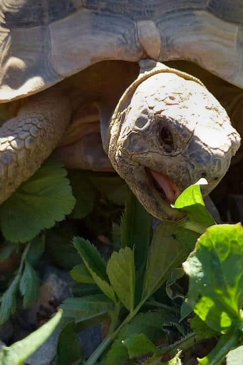 Griechische Landschildkröten in unserem Schildkrötengegehe-Monat Juli