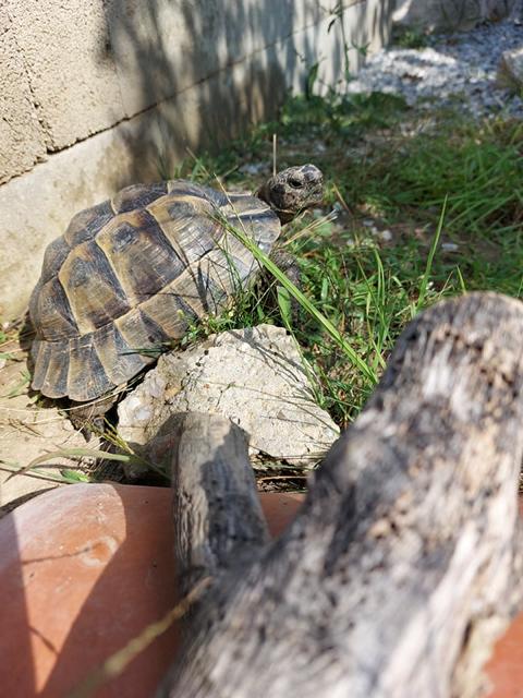 Griechische Landschildkröten im Freigehege von Lisi Taferner