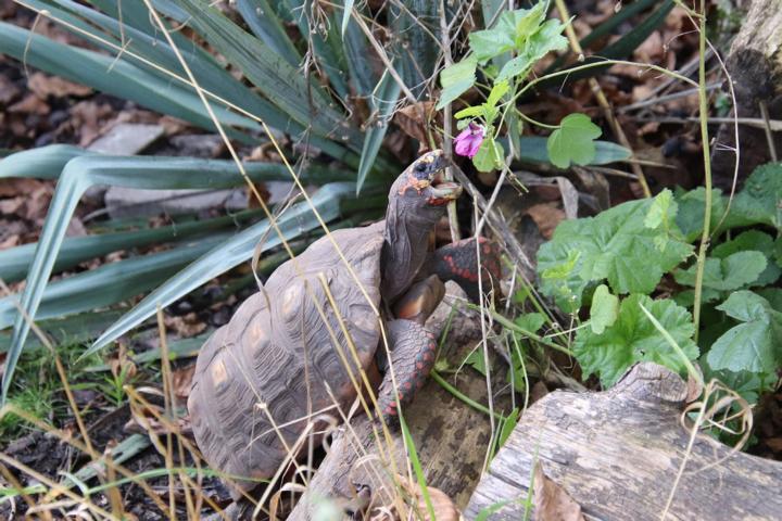Köhlerschildkröte
