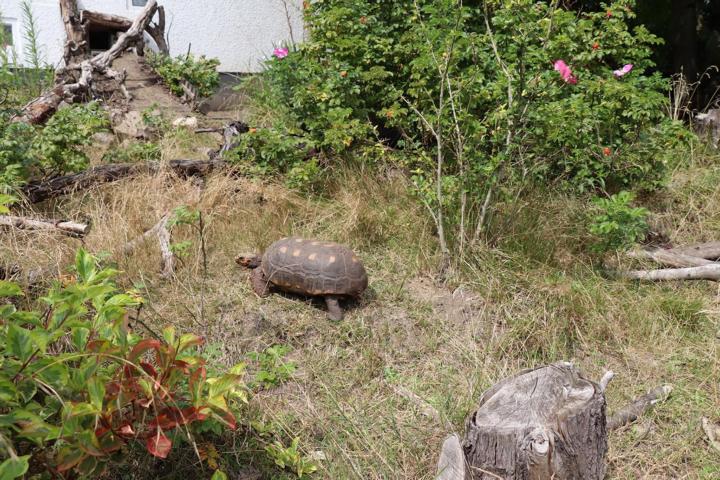 Freigehege von Köhlerschildkröten