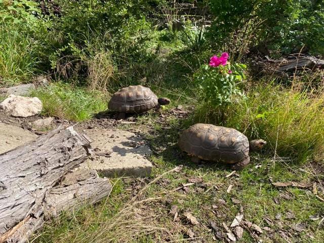 Köhlerschildkröten