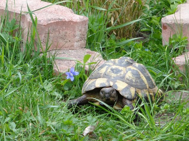 Schildkröten-Freigehege von Rita Klein