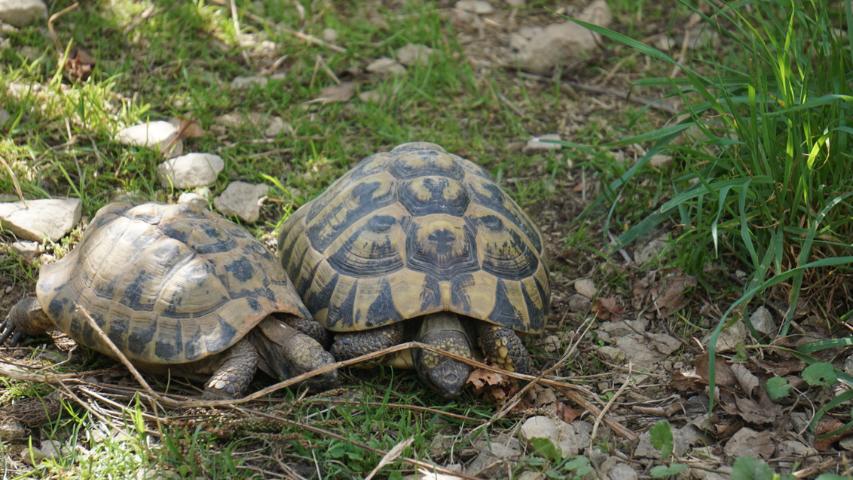 Fundtier Schildkröte: Griechische Landschildkröte