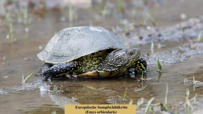 Fundtier Schildkröte : Wasserschildkröte